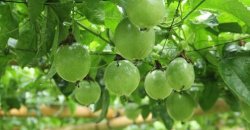 百香果种植：百香果施肥方法