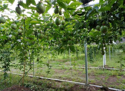 百香果雨季种植要点