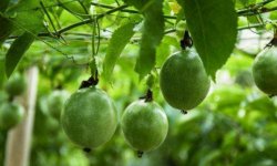 百香果种植：如何防治病虫害？