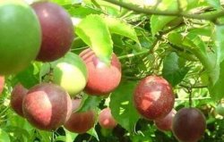百香果种植：如何才能种植出好吃的百香果？