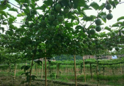 百香果种植：百香果的生长习性介绍