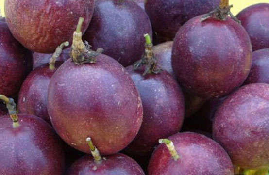 紫香1号百香果生长的特性有哪些？