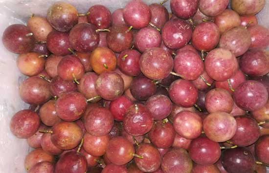 广西的百香果与越南的百香果有哪些区别呢