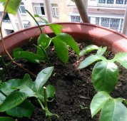百香果在阳台的种植方法你知道吗？