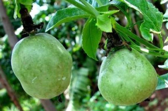 百香果种植8种常见的问题