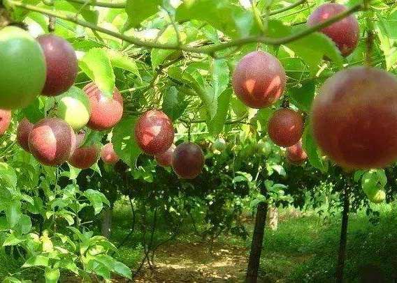 百香果高产栽培的分阶段施肥方法