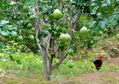 施什么肥对柚子树最有利?