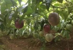 百香果种植：如何防治百香果长出畸形果